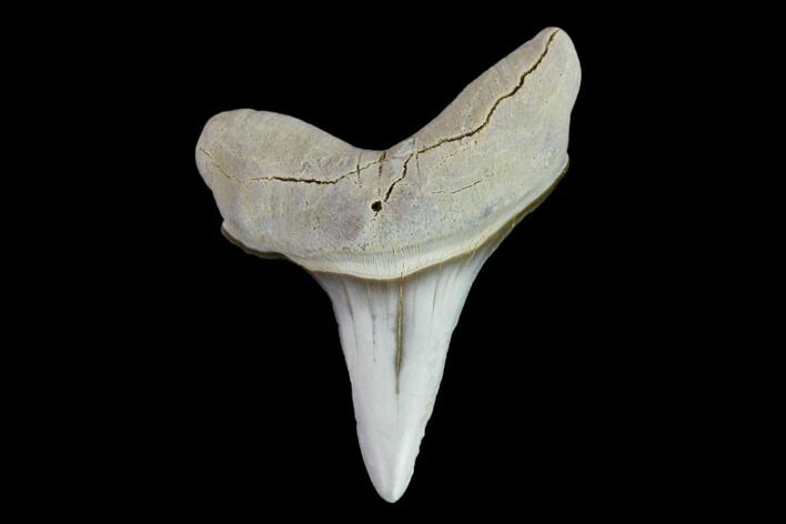 Fossil Shark (Cretoxyrhina) Tooth - Kansas #134834